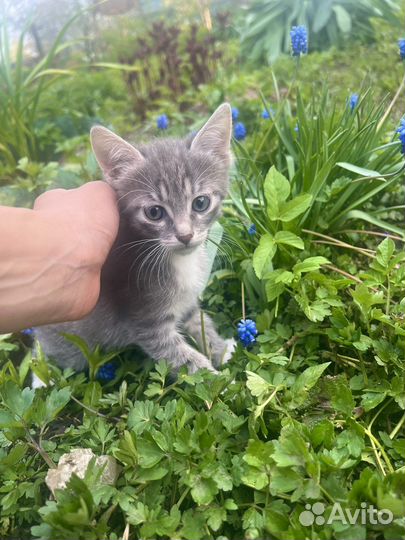Котята в добрые руки даром