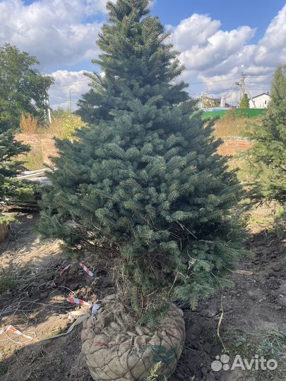 Ель голубая