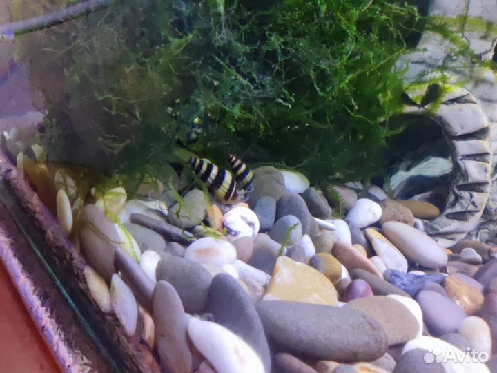 Аквариумные улитки Хелена