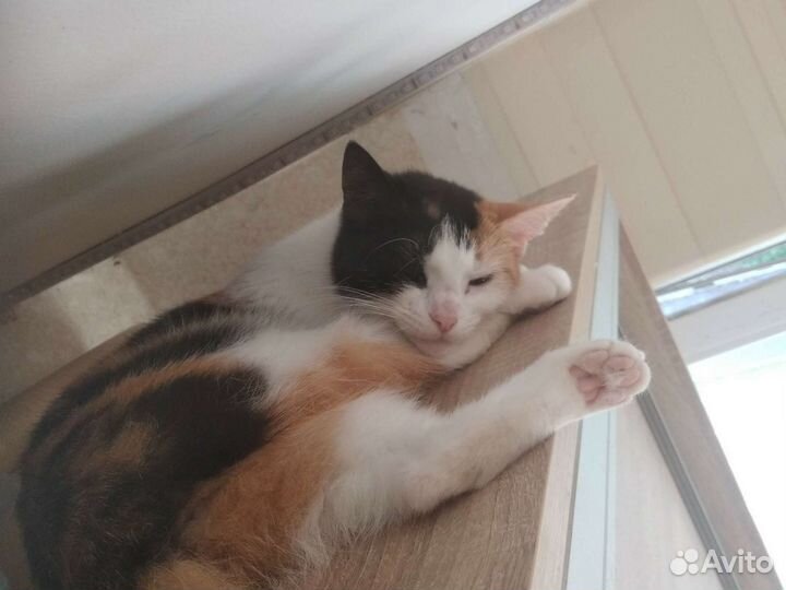 Кошка в дар