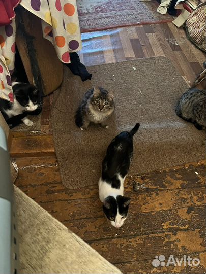 Котята белый и серый в добрые руки