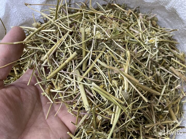 Ромашка аптечная