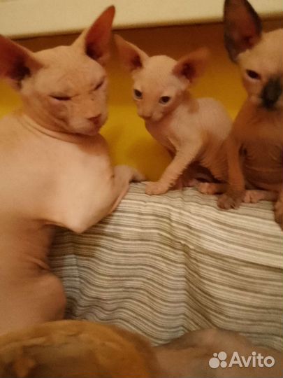 Канадский сфинкс котенок