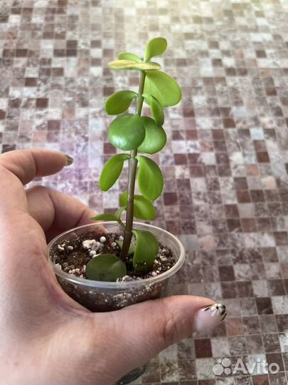 Суккулент партулакария