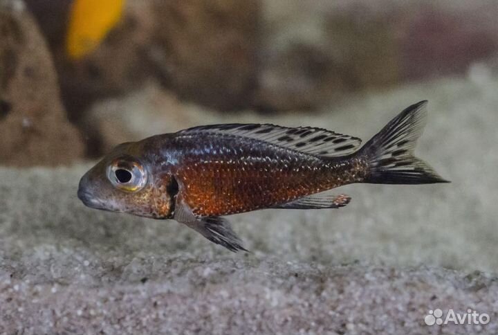 Продам танганьику