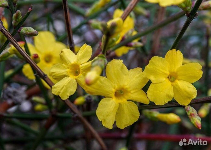 Жасмин голоцветковый саженцы