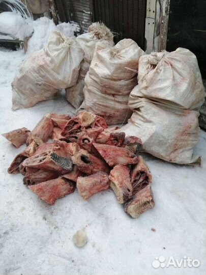 Корм для собак, носы говяжьи