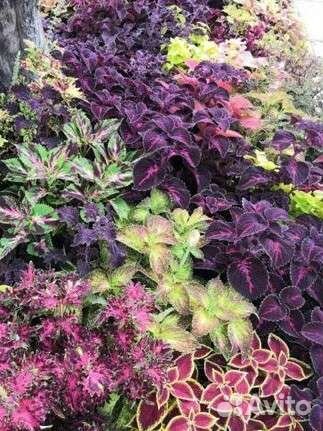 Колеусы вегетативные