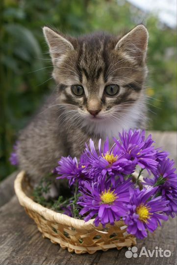 Котята в добрые руки
