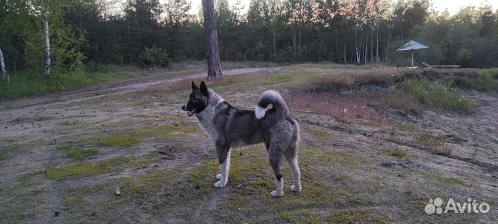 Русско европейская лайка