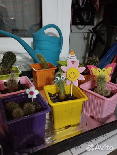 Кактус бесплатно