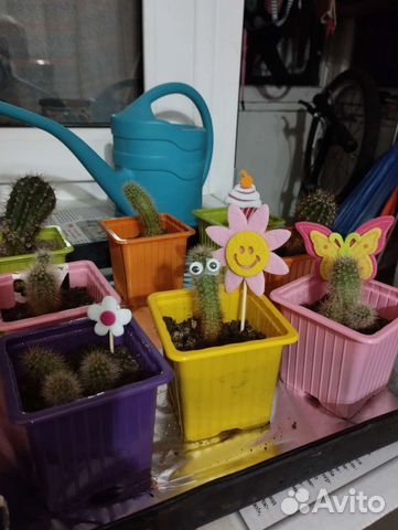 Кактус бесплатно