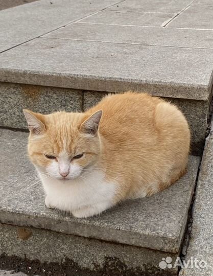 Кошки в добрые руки