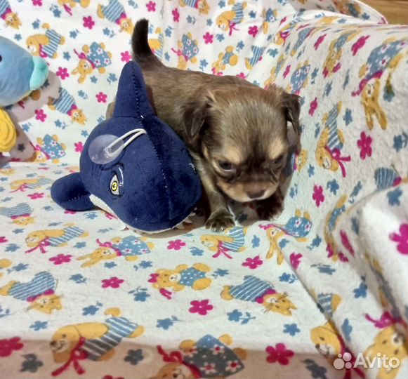 Щенки чихуахуа