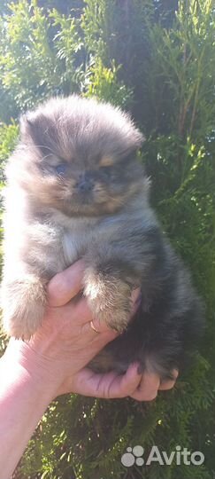 Щенки шпица