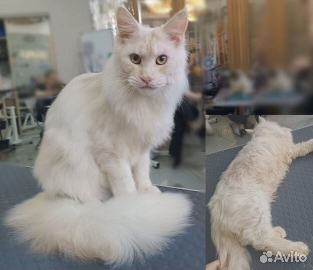 Уход за внешностью Вашего питомца (Груминг)