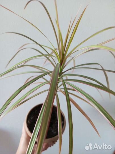 Драцена пальма комнатные растения