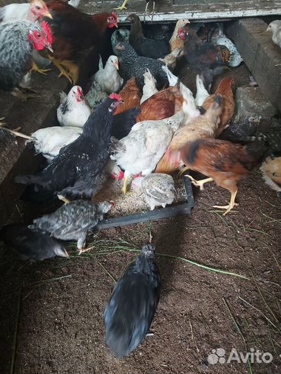 Куры молодки деревенские,петухи