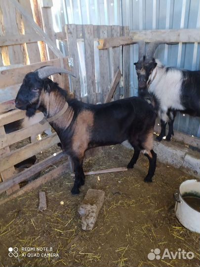 Козел ламанча