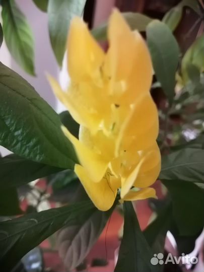 Пахестахис