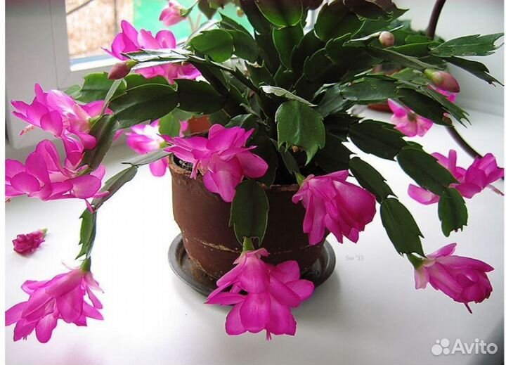 Декабрист (шлюмбергера)