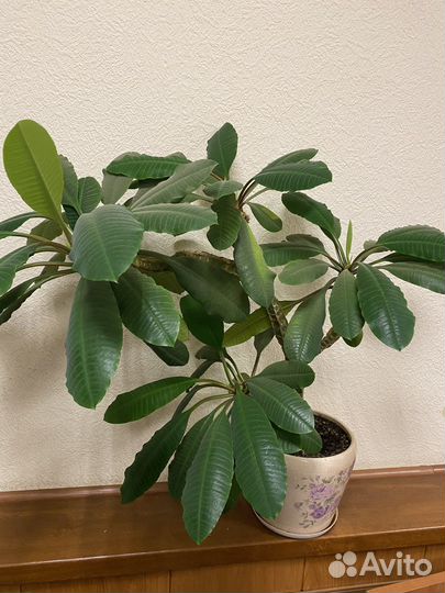 Молочай беложильчатый или эуфорбия