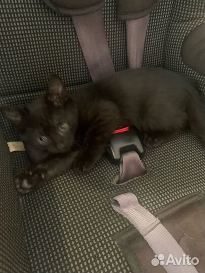 Кошка в дар