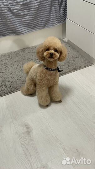 Вязка собак