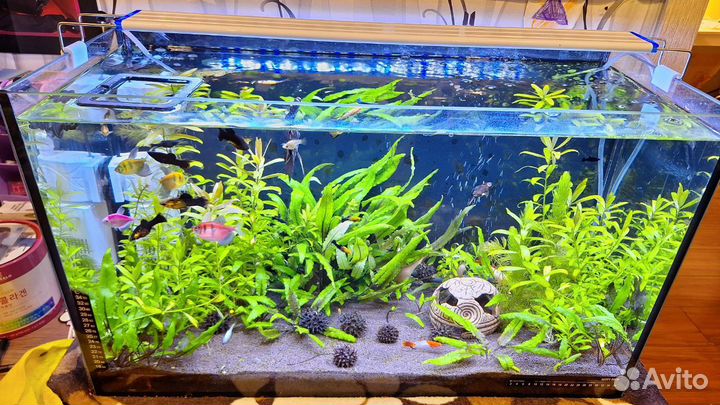 Аквариум с рыбками
