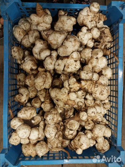 Топинамбур клубни мытые
