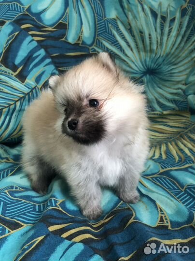 Щенки шпица