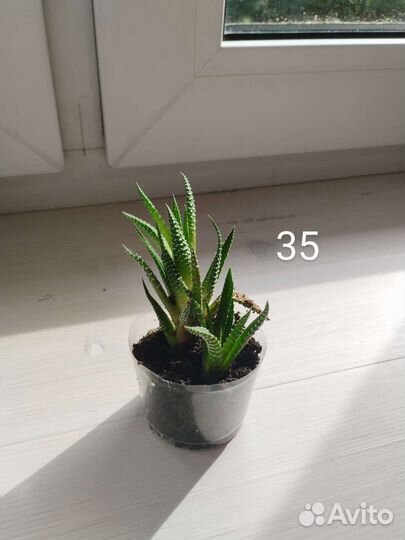 Суккуленты хавортия