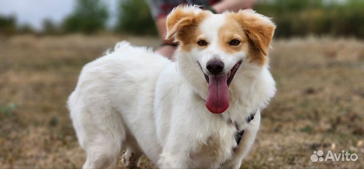Белоснедная девочка в добрые ручки