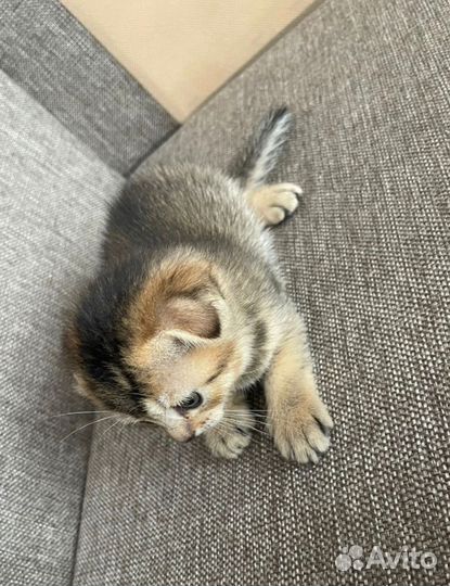 Шотландские котята