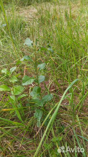 Саженцы плодовых деревьев