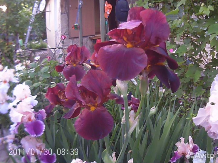 Сортовые крупные ирисы