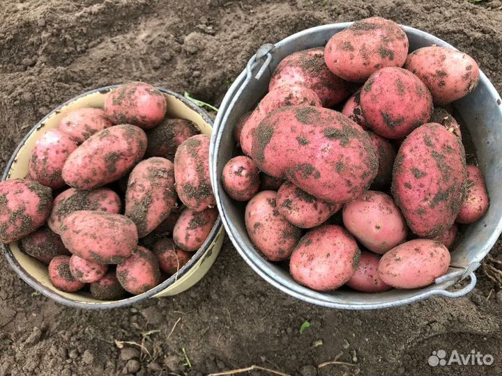 Картофель отборный