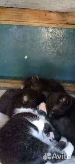 Котята в добрые руки бесплатно