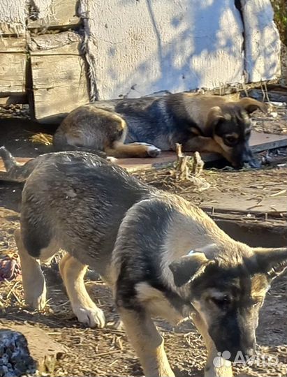 Отдам щенков в добрые руки бесплатно