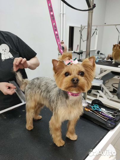 Грумер Йорки