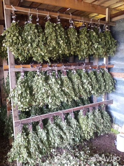 Березовые веники