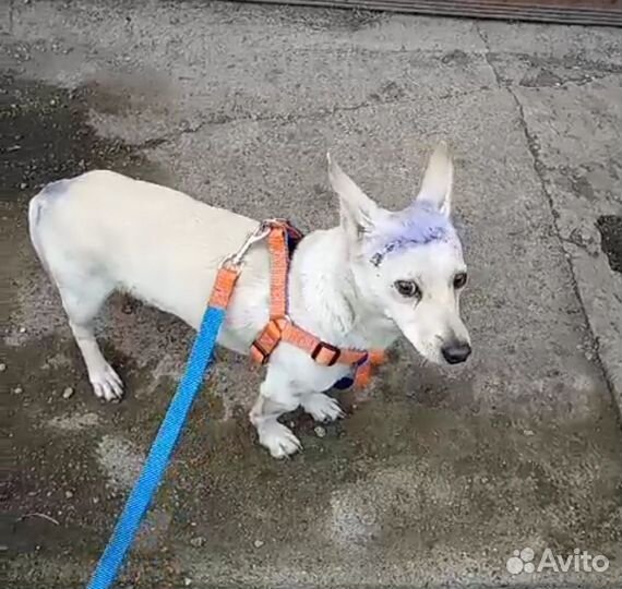 Дик ищет дом