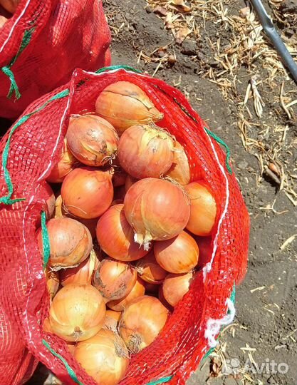 Лук Штутгарт на перо оптом