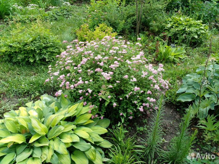 Спирея розовая шаровидная,хоста зеленая