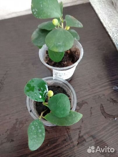 Фикус Диверсифолия