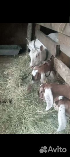 Молоко англо нубийских коз