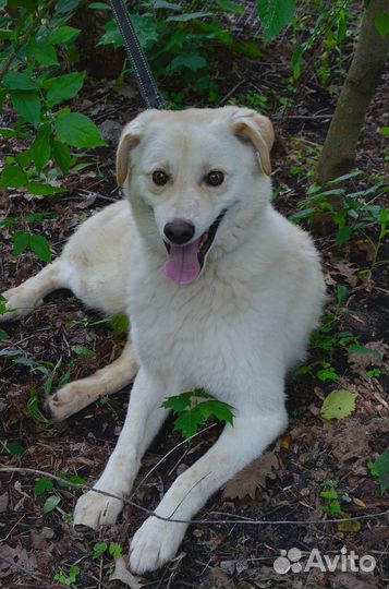 Белоснежный пес