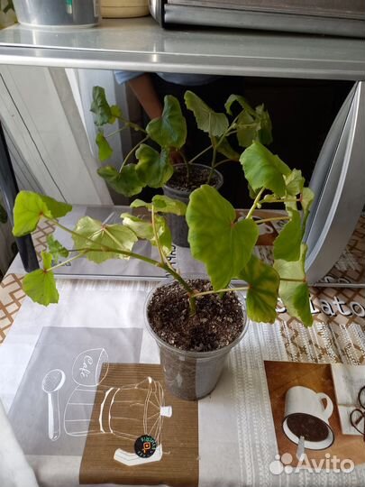 Бегония Глуар де Лоррен (вечноцветущая)