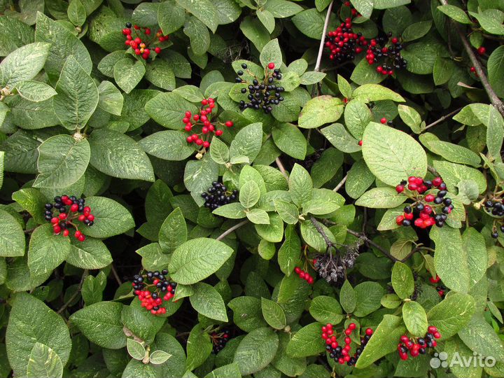 Семена: арония, лох, калина, яблоня, липа, сумах