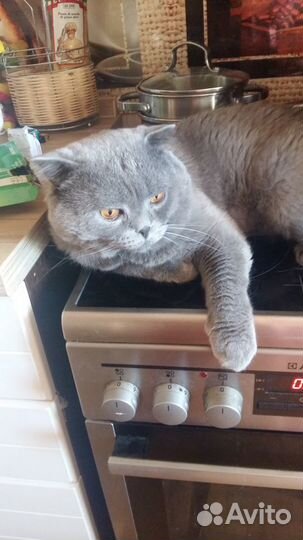 Британский кот Вязка бесплатно